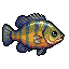 Bluegill