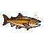 Golden Salmon