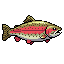 Rainbow Trout